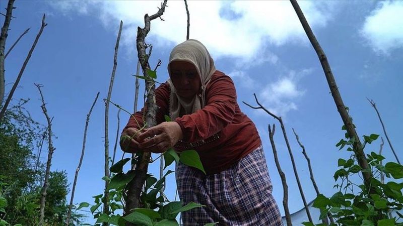 Rize özlemini İstanbul'daki bahçesinde gideriyor
