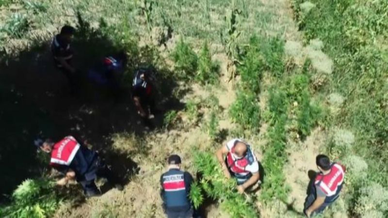 Bursa'da 3 bin 210 kök Hint keneviri ele geçirildi