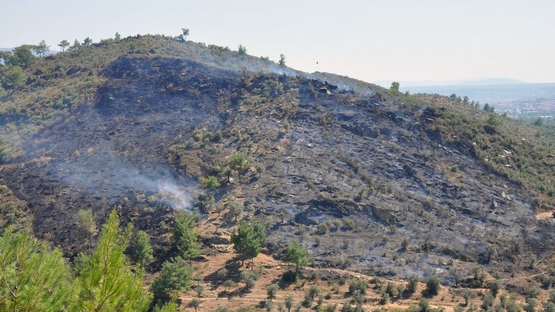 Milas'ta zeytinlik arazide çıkan yangın söndürüldü
