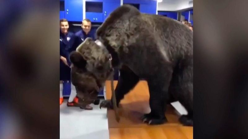 Rusya'da takımın soyunma odasına ayı getirildi