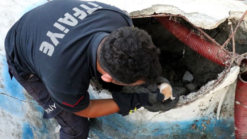 Kırklareli'nde mahsur kalan yavru kediyi itfaiye kurtardı