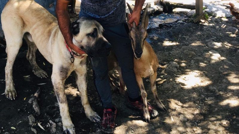 Erzincan'da saldırıya uğrayan yaban keçisini kangal köpeği kurtardı