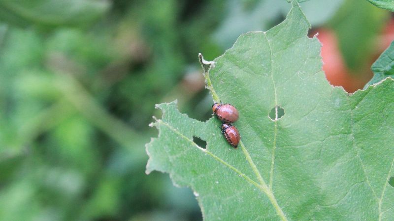 Rize'de patates böcekleri, sebzelere zarar veriyor