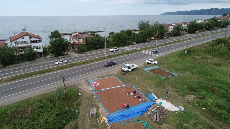 Karadeniz Sahil Yolu fındıkla doldu