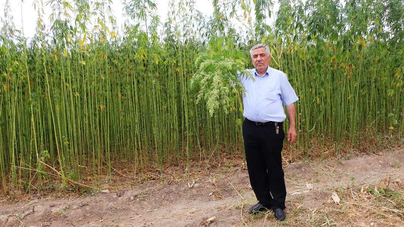 Samsun'da kenevir, hasat için gün sayıyor