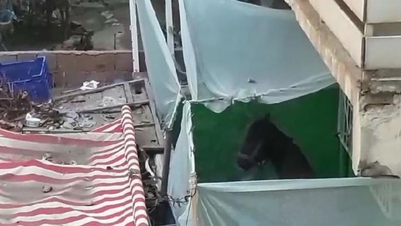 Bursa'da evin balkonundaki at şaşırttı