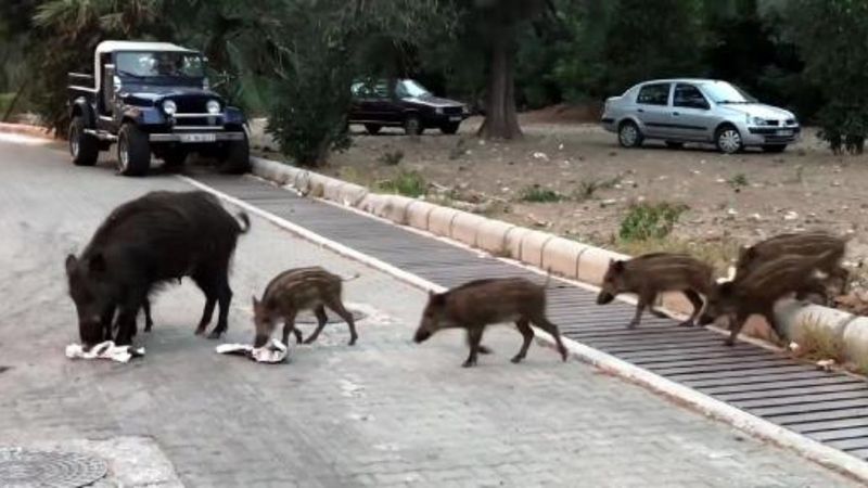 Domuzlar, Marmaris sokaklarına indi