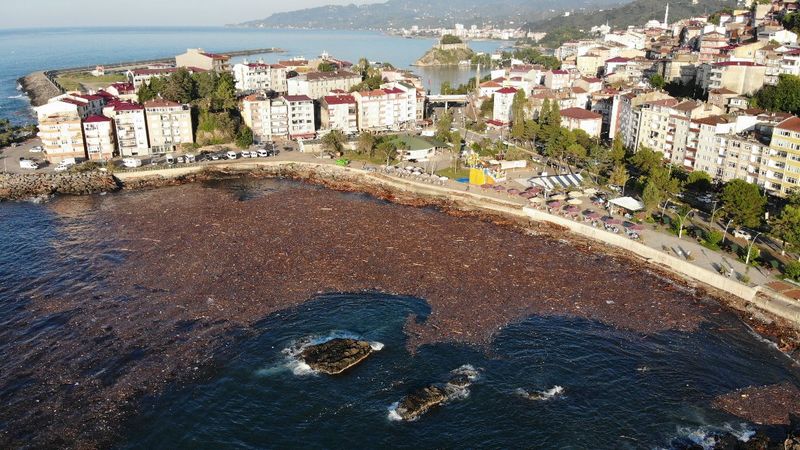 Giresun'da sel nedeniyle ağaçlar denize sürüklendi