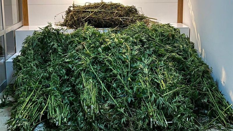 Samsun'daki köpek bakım çiftliğinde 10 kilo esrar ele geçirildi