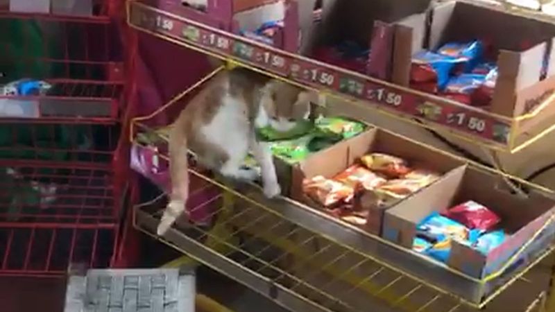 Düzce’de kedi bakkala girip yeşil renkli kekleri alıp, yiyor