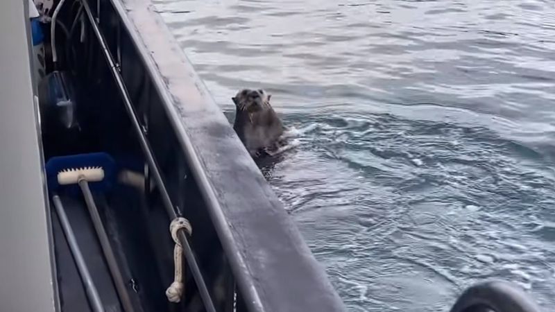 Su samurunun katil balinadan kurtulma anları