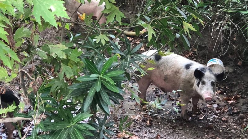 Antalya'daki domuz çiftliği, bölgedeki çiftçileri isyan ettirdi