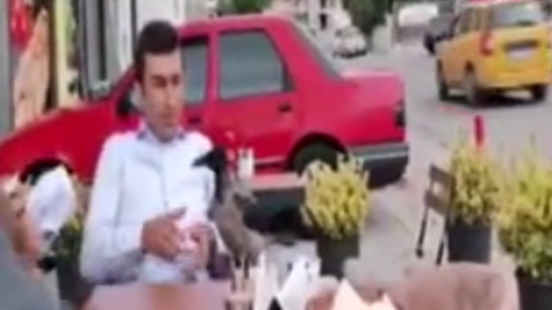 Bolu'da karga, müşterinin yemeğine ortak oldu