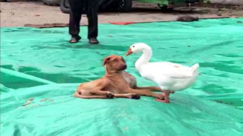 Düzce'de kaz ile köpeğin örnek arkadaşlığı