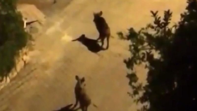 Yaban domuzları, Kaş caddelerine indi