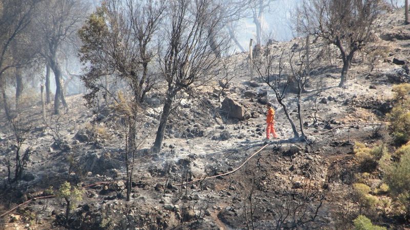 Antalya'daki orman yangınında 5 hektar alan zarar gördü