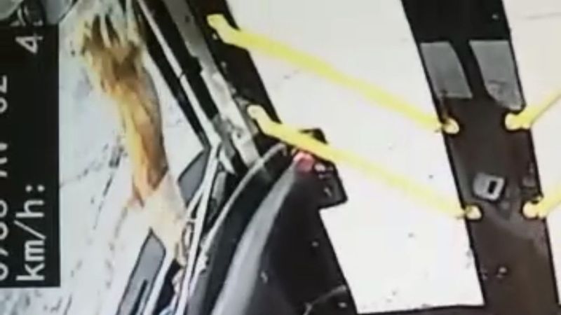 İstanbul'da otobüsün içinde, kafesinden kaçan kedinin o anları kamerada