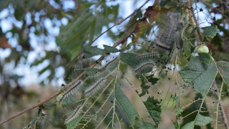 Fındık üreticilerine Amerikan beyaz kelebeği uyarısı