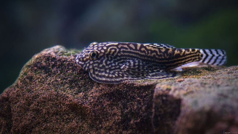 Bilim insanları: Bazı balıklar gizlice karada yürüyor