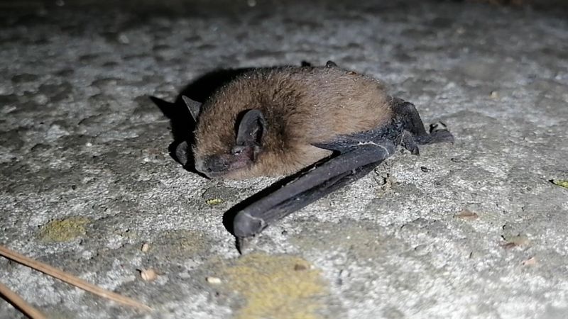 Bilecik'te 4 yarasa, yolunu şaşırıp kahvehaneye girdi