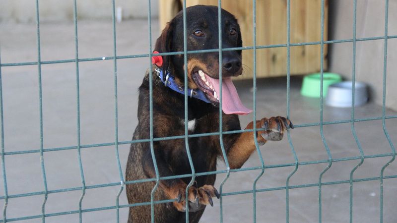Yaralı rolündeki tiyatrocuya sarılan köpeği belediye sahiplendi
