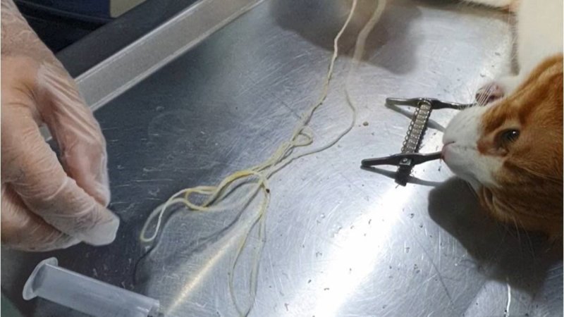 Zonguldak'ta 2 metrelik ip yutan kedi, endoskopi ile kurtarıldı