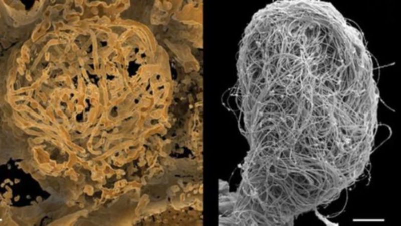 Myanmar’da dünyanın en eski hayvan spermi bulundu