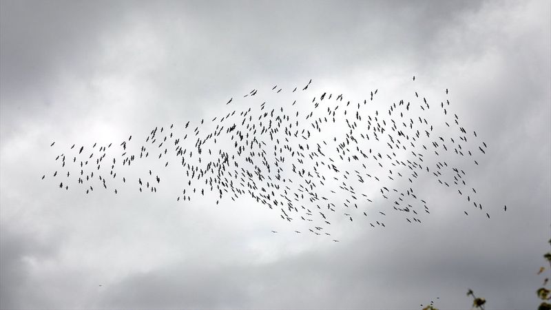 Kırklareli'nde leyleklerin göç yolculuğu görsel şölen oluşturdu