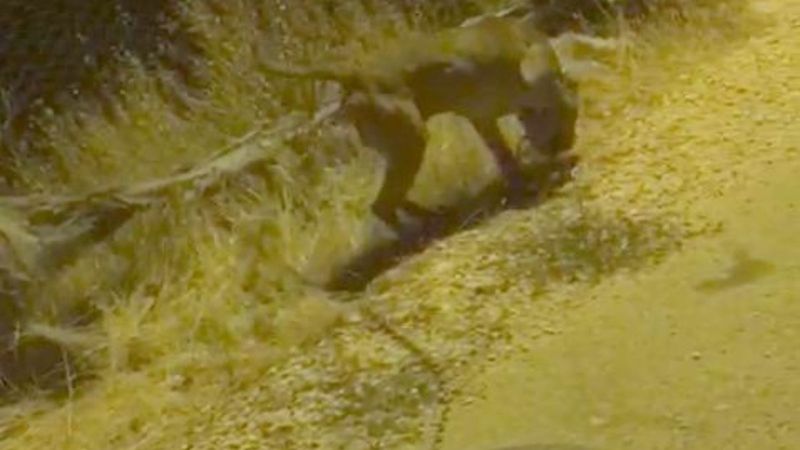 Mardin'de bir kişi köpeği zincirle lastiğe bağladı