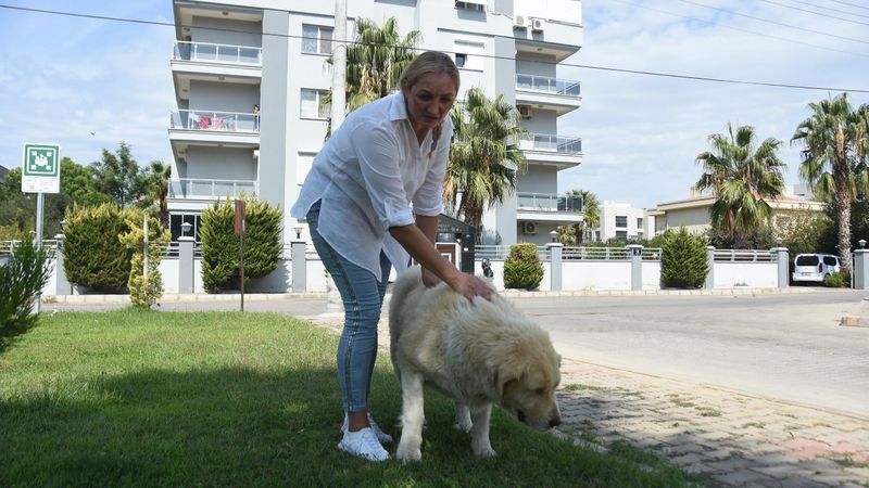 İzmir'de Elena, kanser olan sokak köpeği için Rusya'dan ilaç getirtti