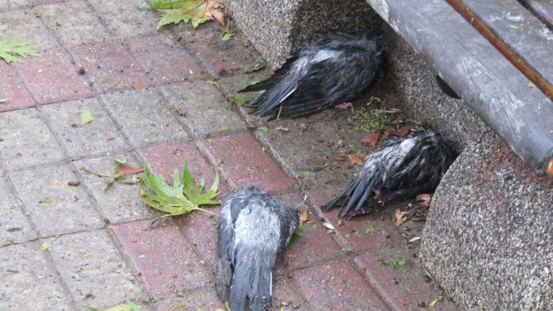 Kadıköy'de dolu nedeniyle kuşlar öldü