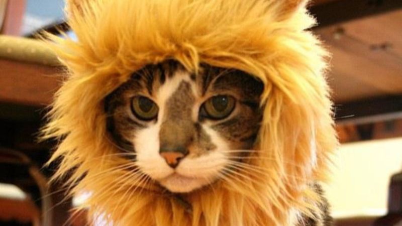 Rangers'tan Galatasaray'a 'kedili' gönderme