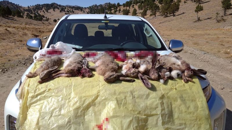 Kahramanmaraş'ta kaçak tavşan avı yapan 4 kişi yakalandı