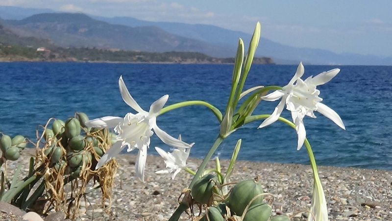 Çanakkale'de kum zambağını koparmanın cezası 73 bin lira