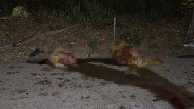 Manisa'da iki otomobil koyun sürüsüne daldı: 7 yaralı