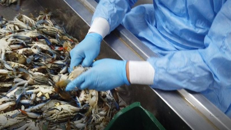 Muğla'da turistlerin gözdesi olan 'mavi yengeç' balıkçıların korkulu rüyası