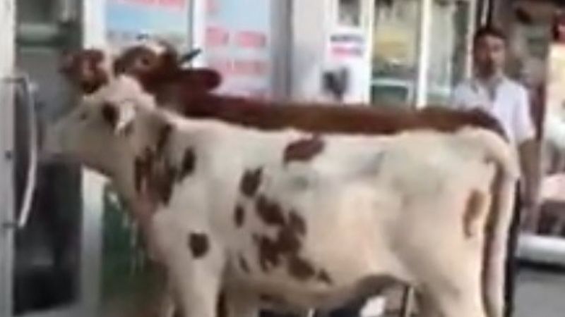 Kars’ta buzağılar veterinere gitti