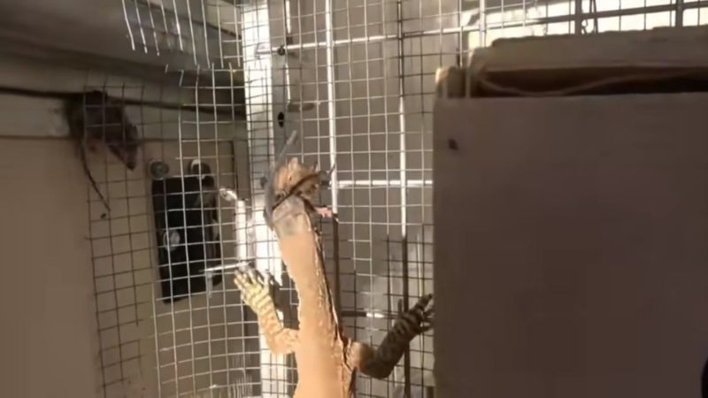 Fare istilasını kertenkele ile çözdü