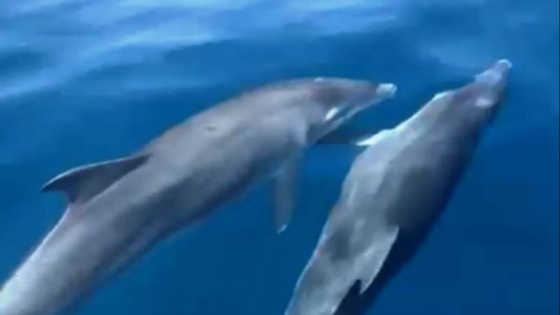 Muğla'da yunus ve fok balıkları yüzleri güldürdü