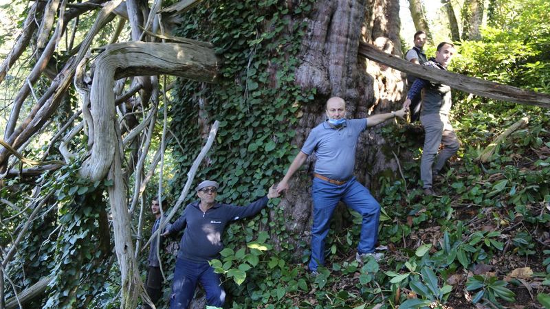 Artvin'de Türkiye’nin en geniş çaplı porsuk ağacı tescillendi
