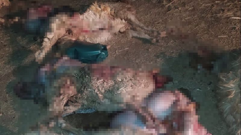 Şanlıurfa'da 150 koyun, yediği zehirli bitkiden telef oldu