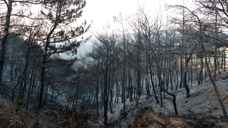 Hatay'da yangın sonrası ortaya çıkan acı manzaralar