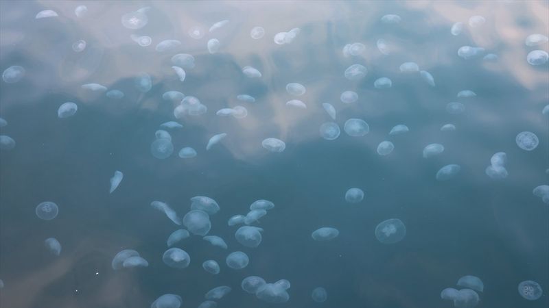 Marmara Denizi'nde denizanası sayısında artış yaşandı