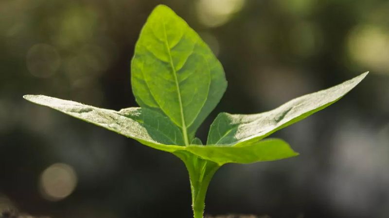 Spor kulüplerinden Hatay'a fidan desteği