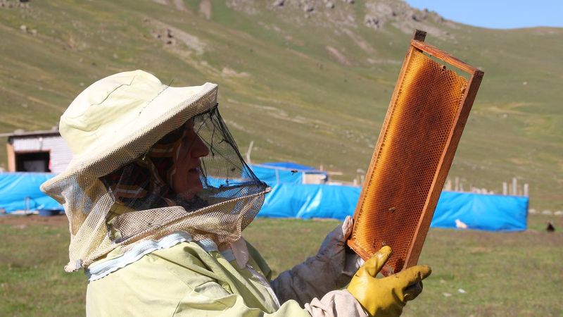 Rize'de sağımı biten Anzer balının kilosu bin lira