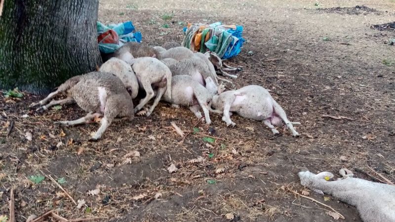 Çanakkale'de yıldırım düşmesi sonucu 13 koyun telef oldu