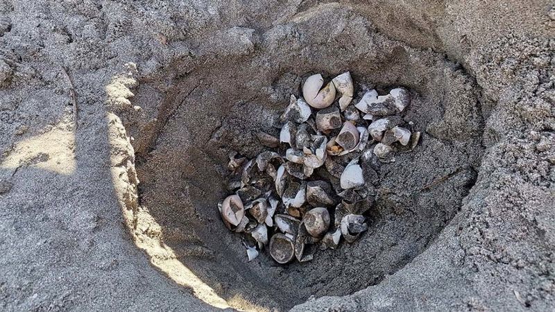 Marmara'da ilk kez caretta caretta yuvası tespit edildi