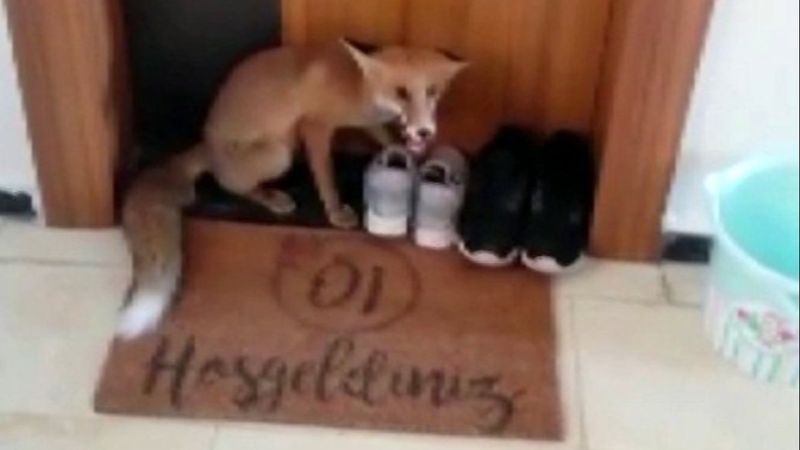 Sivas'ta apartmana giren tilki katları tek tek gezdi