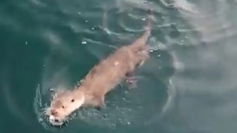 Bursa'da, nadir görülen su samurunu 'gel pisi pisi' diye çağırdı