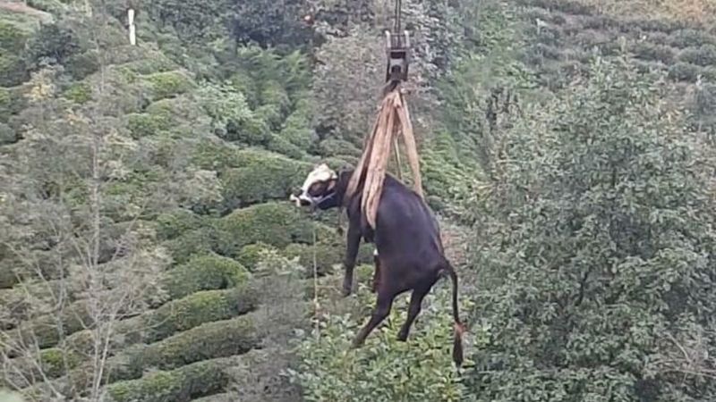 Rize'de çay bahçesine düşen boğa, vinçle kurtarıldı